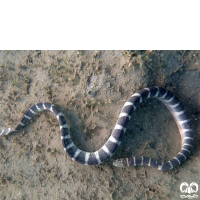 گونه مار دریایی آراسته Ornate Sea Snake